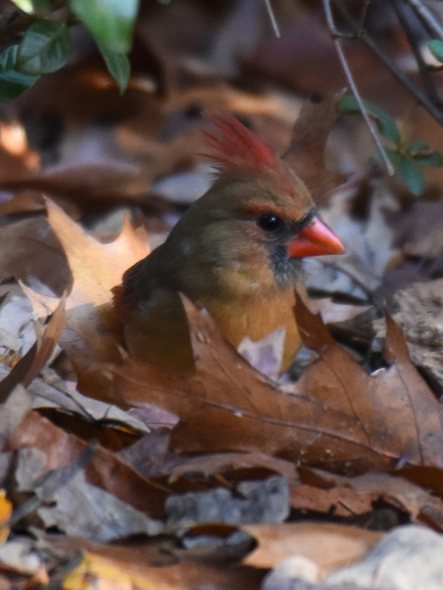 Northern Cardinal - ML285508461