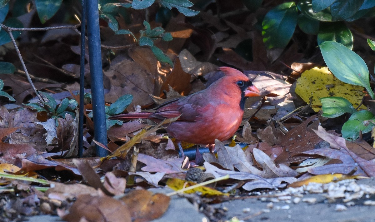 Northern Cardinal - ML285508471