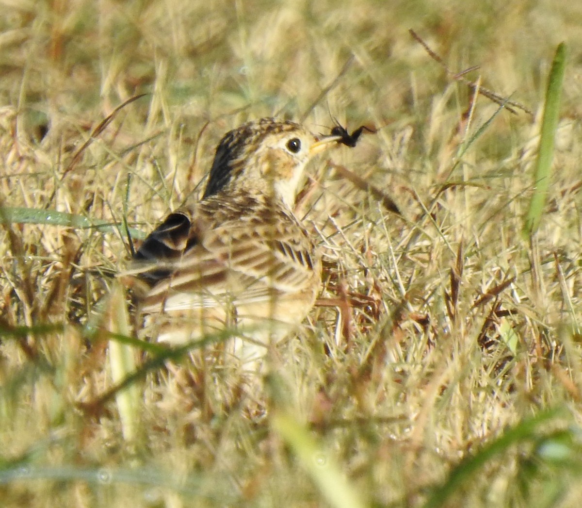 Sprague's Pipit - ML285508591