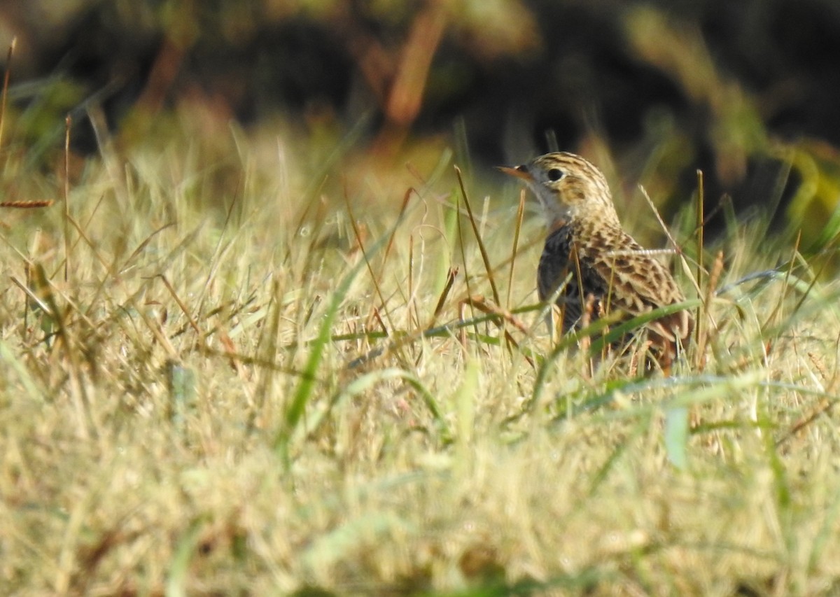 Sprague's Pipit - ML285508741