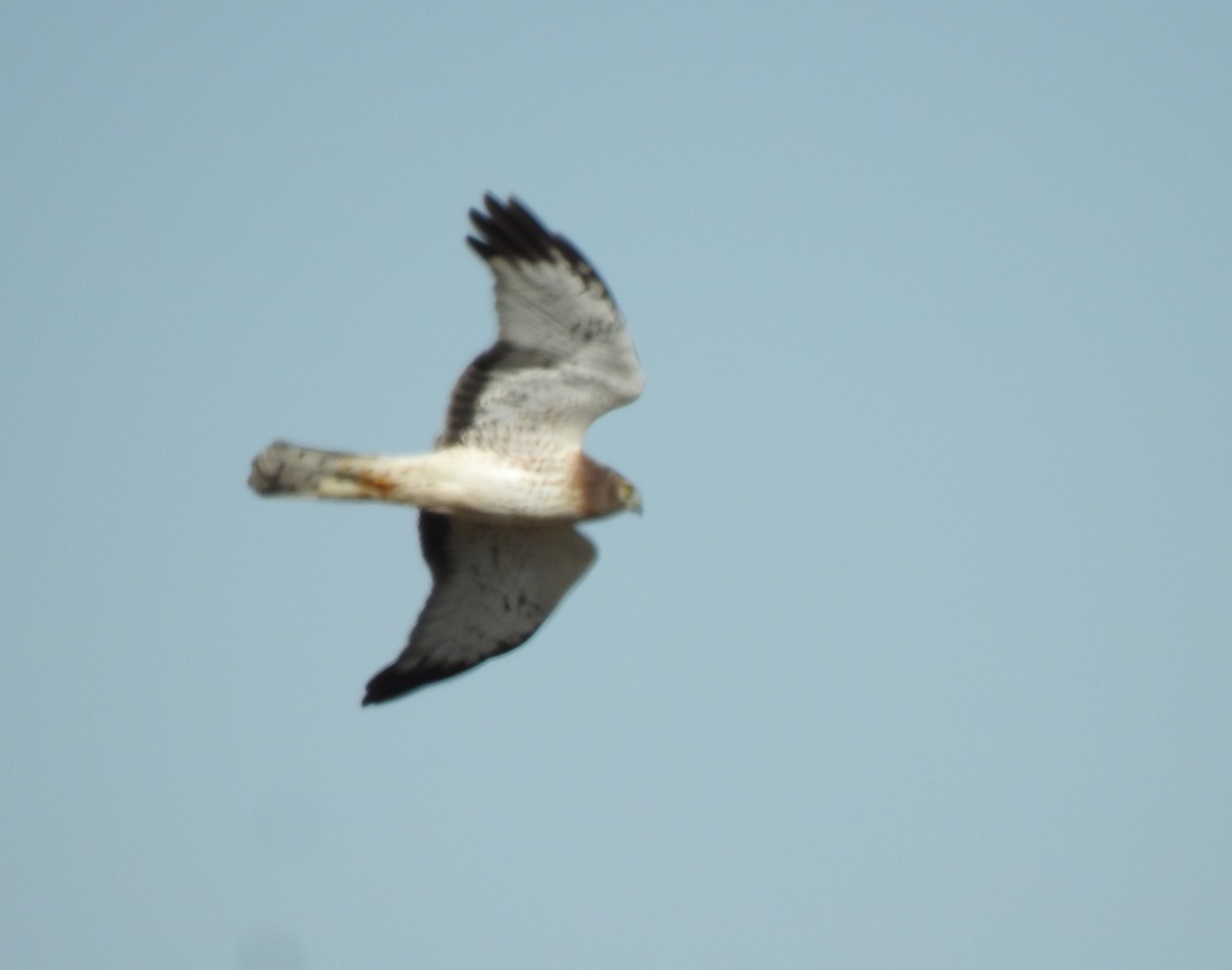 Northern Harrier - ML285509231