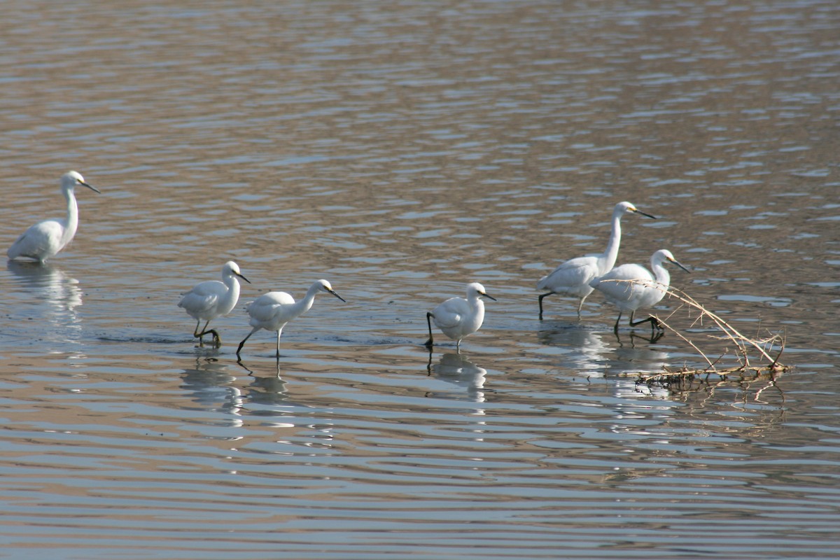 Snowy Egret - Jeffrey Fenwick