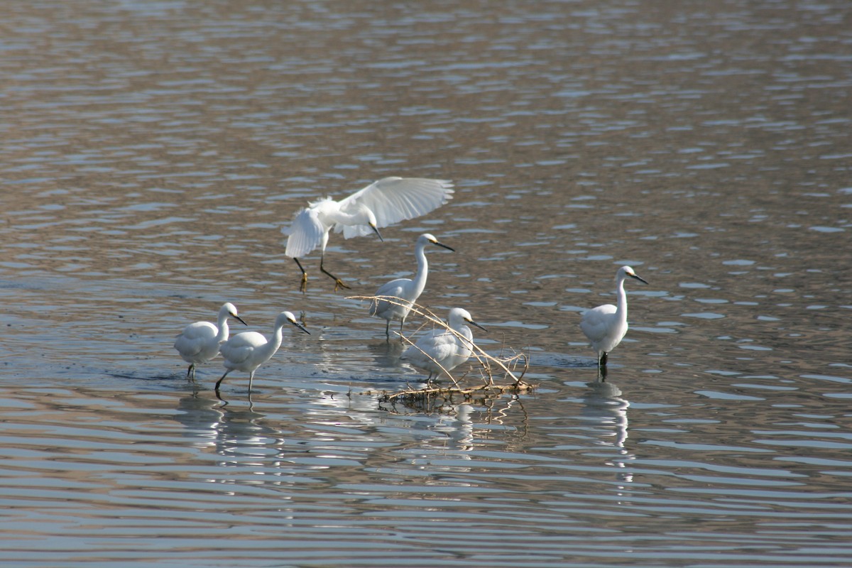 Snowy Egret - ML285509361