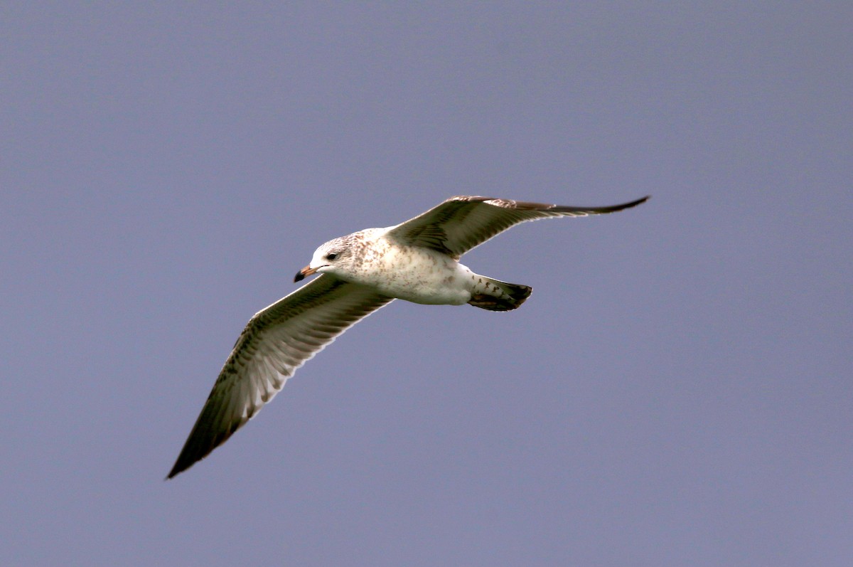 Ring-billed Gull - ML285511601