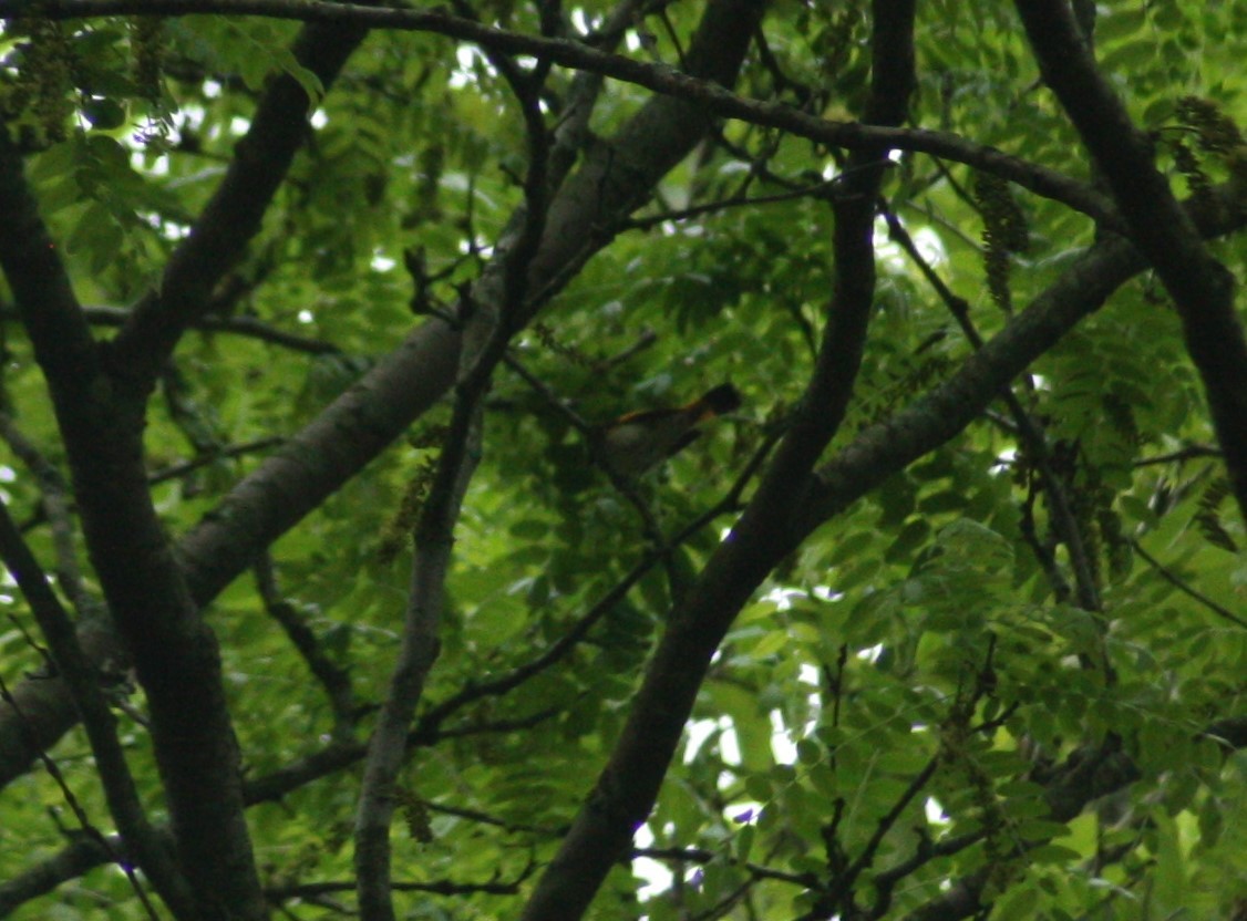 American Redstart - ML28551201