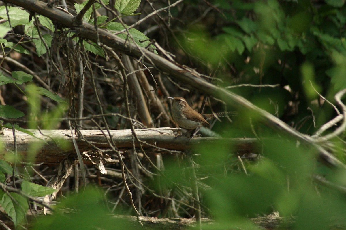 Carolina Wren - ML28551411