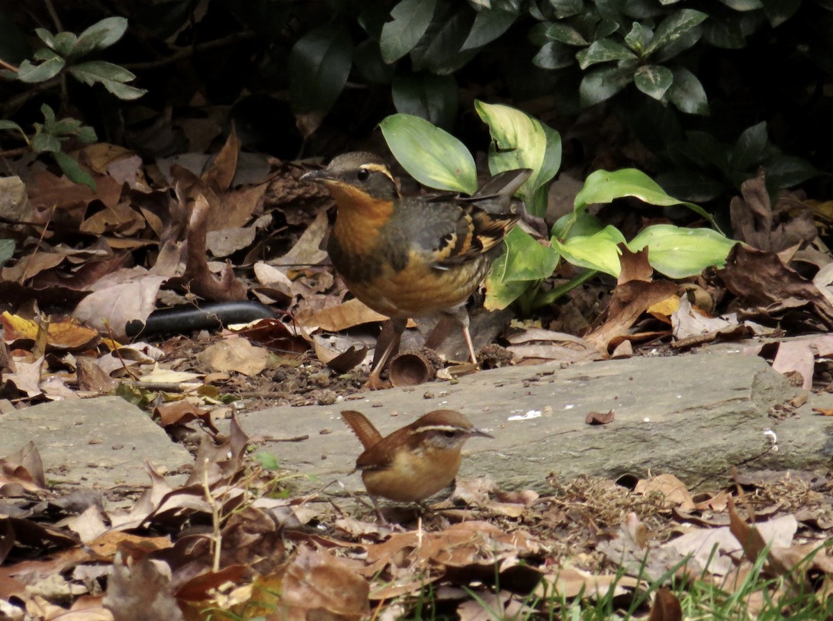 Varied Thrush - ML285514311