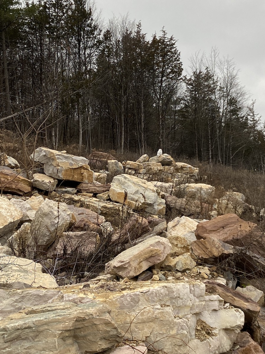 Snowy Owl - ML285514941