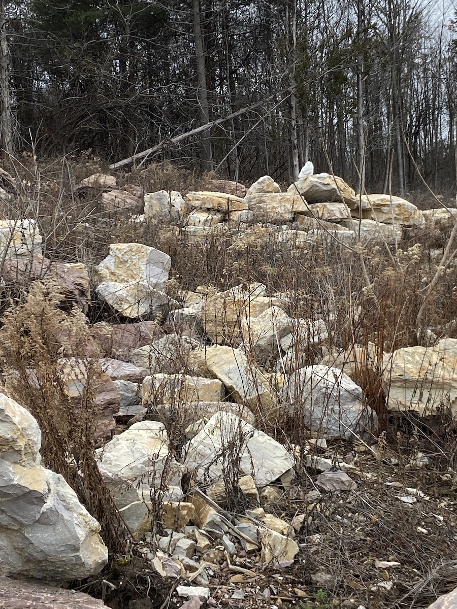 Snowy Owl - ML285514971