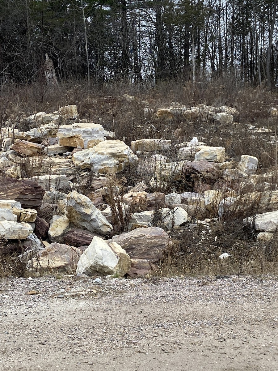 Snowy Owl - ML285514981