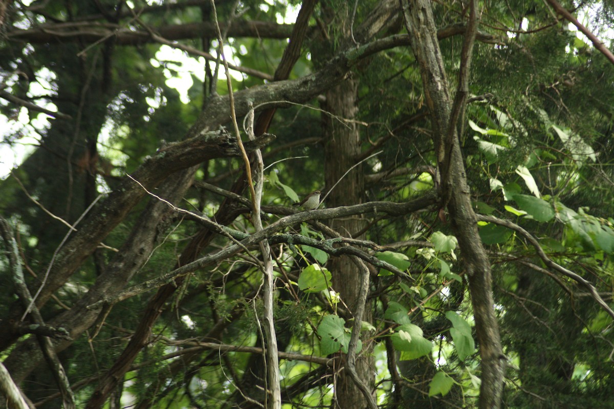 Carolina Wren - ML28551501