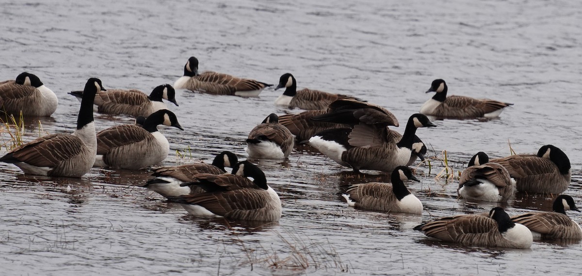 Canada Goose - ML285515981