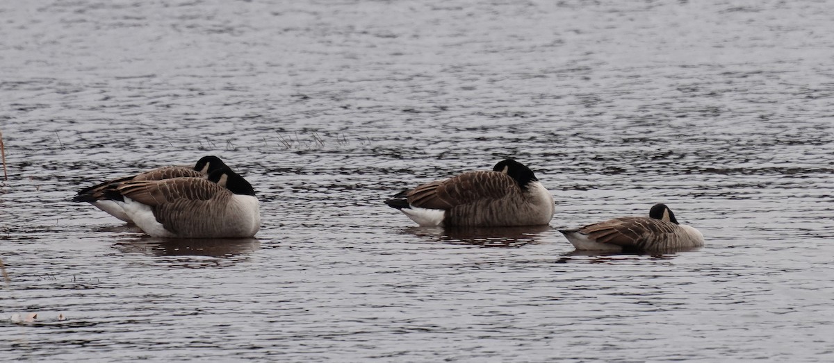 Canada Goose - ML285516001