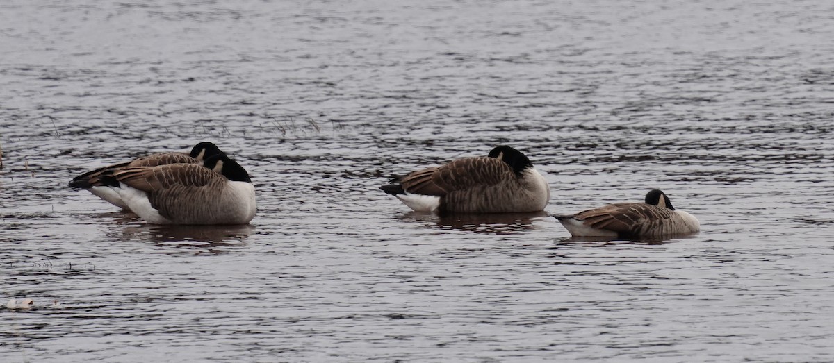 Canada Goose - ML285516011