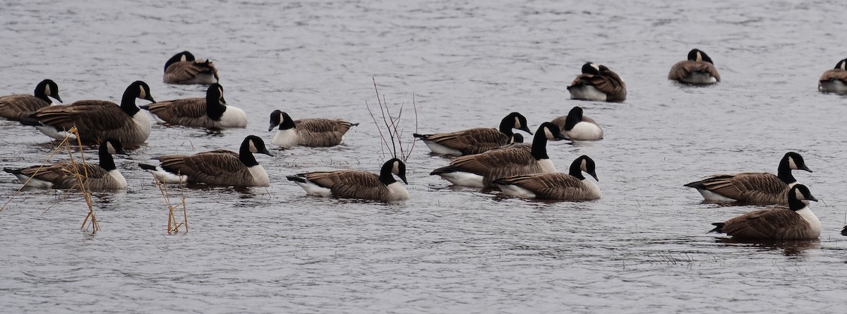 Canada Goose - ML285516021