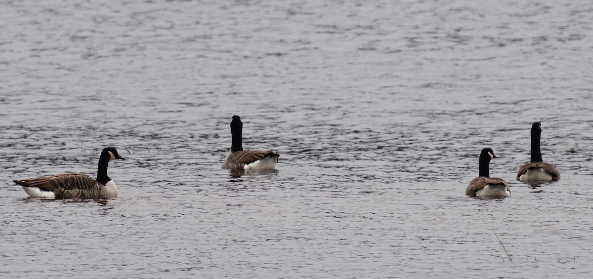 Canada Goose - ML285516031