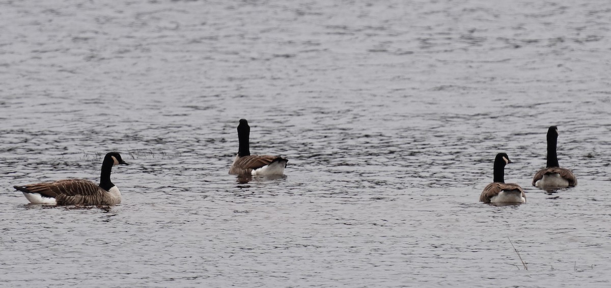 Canada Goose - ML285516031