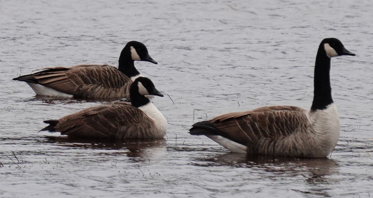 Canada Goose - ML285516041