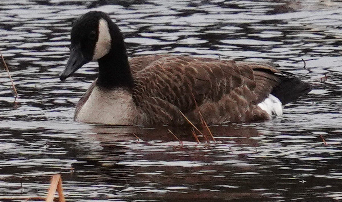 Canada Goose - ML285516061