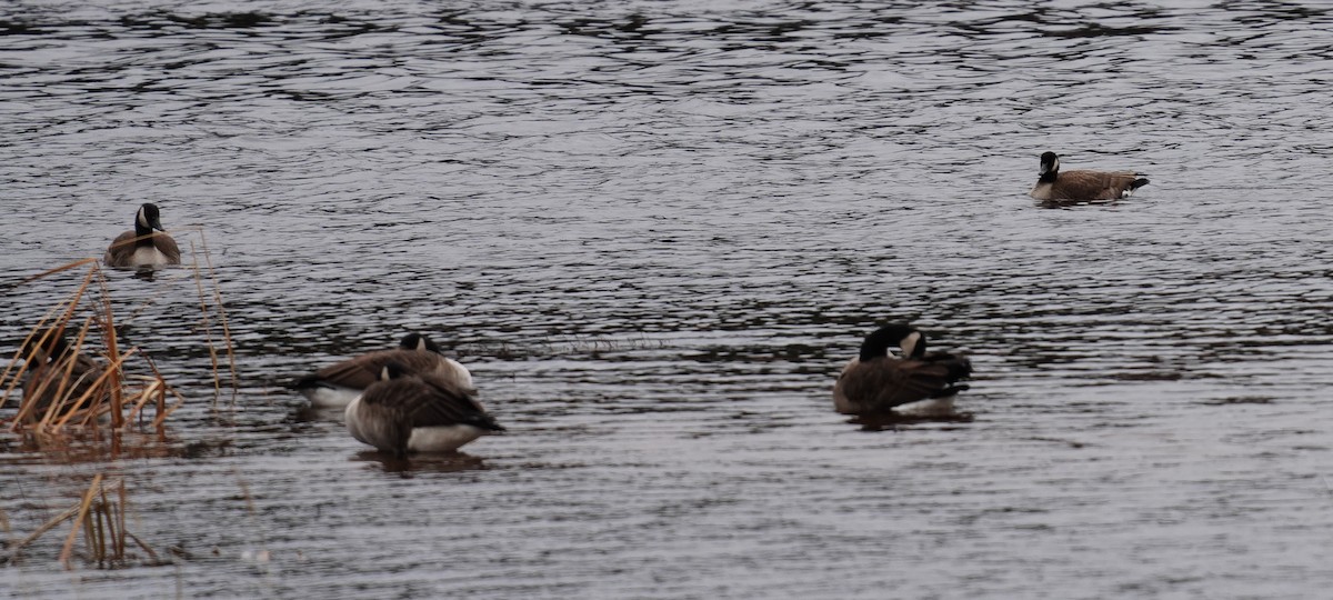 Canada Goose - ML285516071