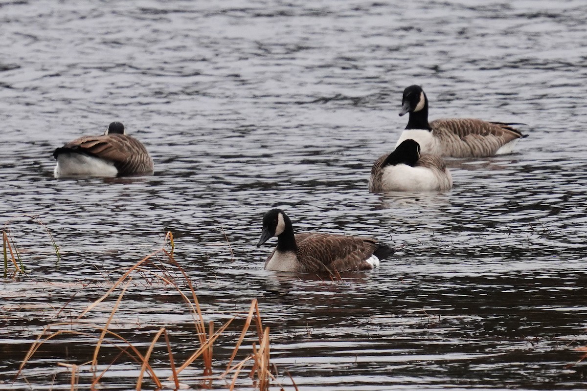 Canada Goose - ML285516081