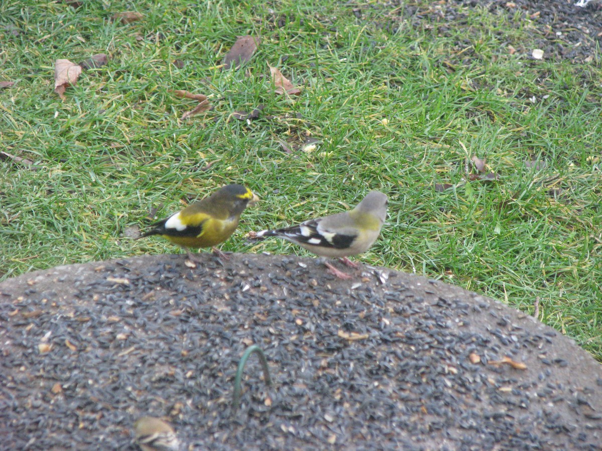 Evening Grosbeak - Larry Hall