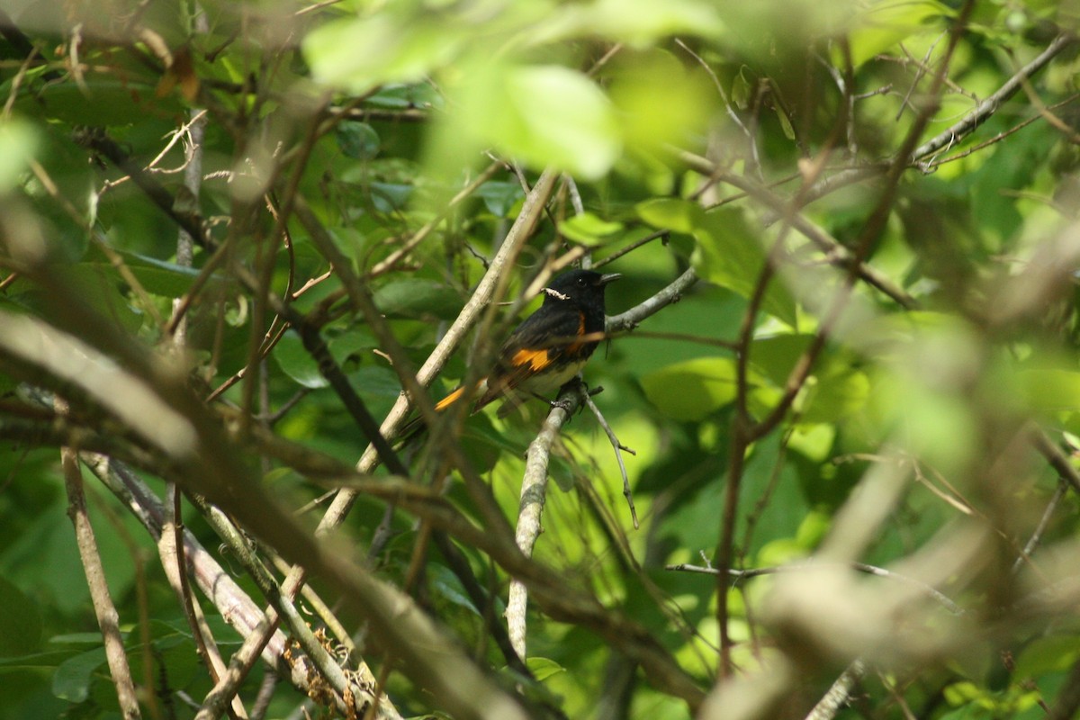 American Redstart - Tommy Goodwin