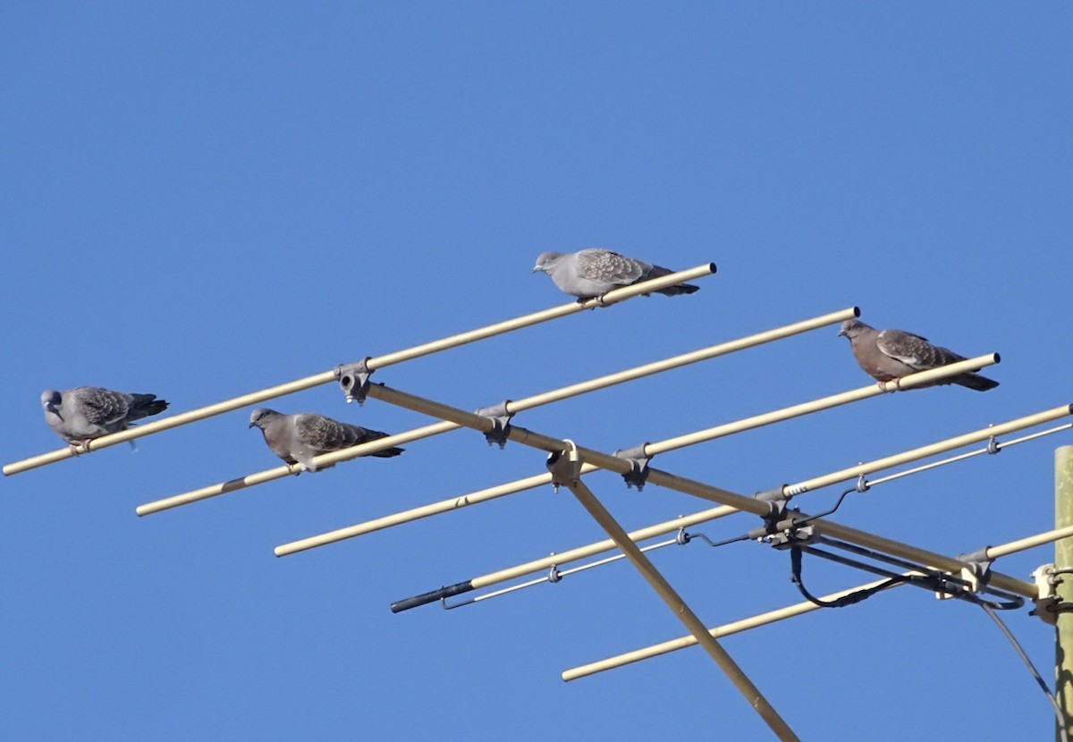 Spot-winged Pigeon (albipennis) - ML285516771