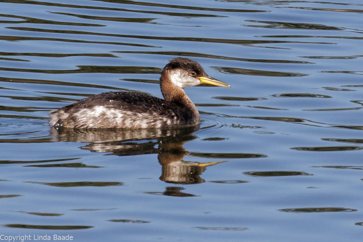 Red-necked Grebe - ML285516801