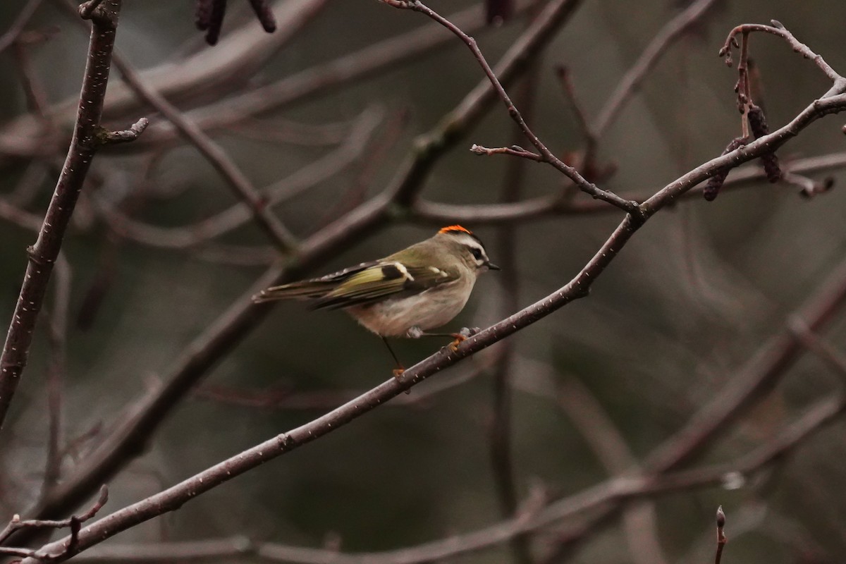 Golden-crowned Kinglet - ML285517401