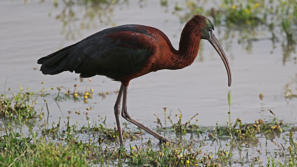 Glossy Ibis - ML28551831