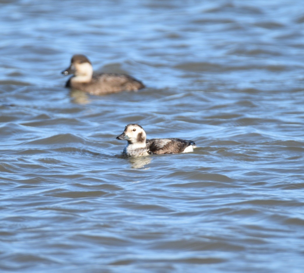 Long-tailed Duck - ML285519291