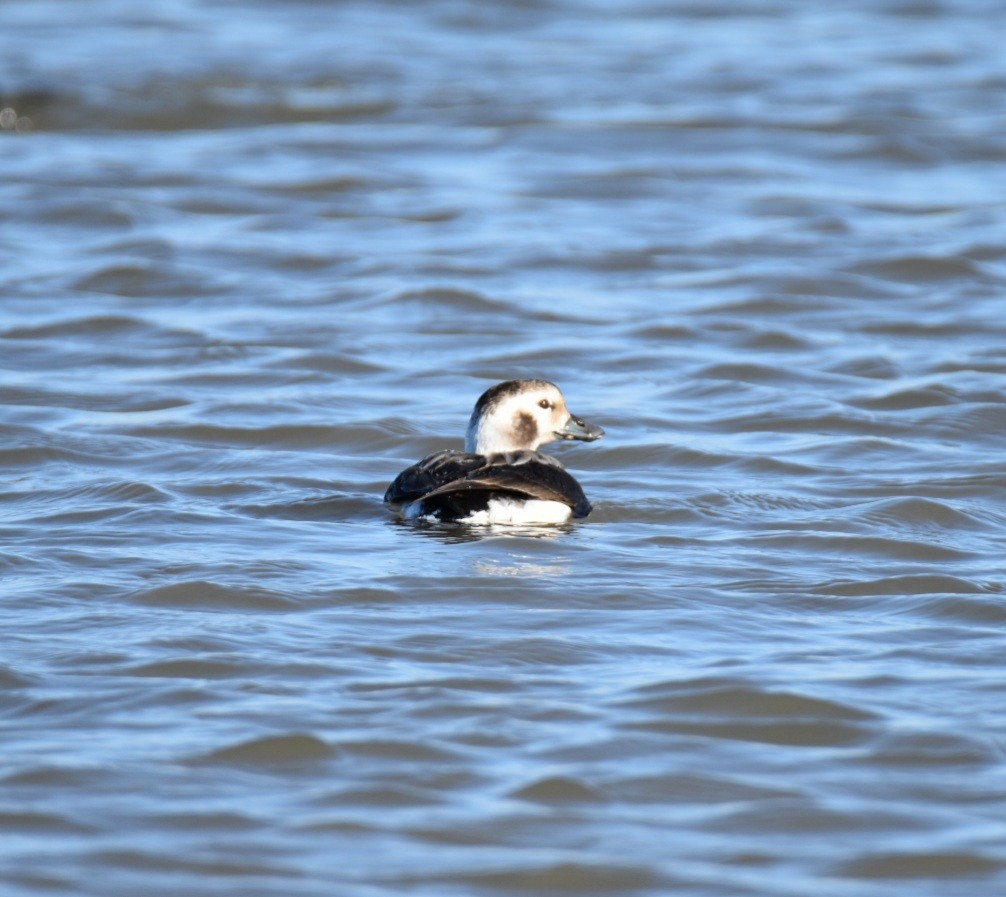 Long-tailed Duck - ML285519311