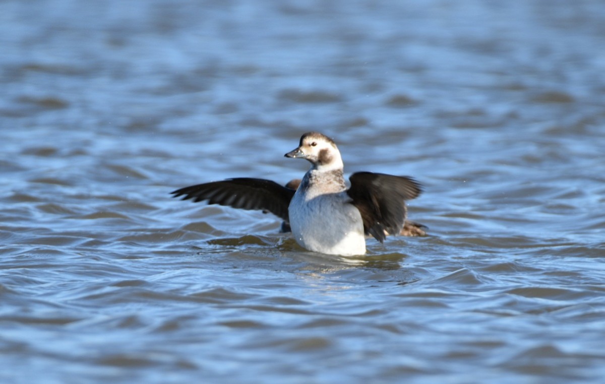 Long-tailed Duck - ML285519361