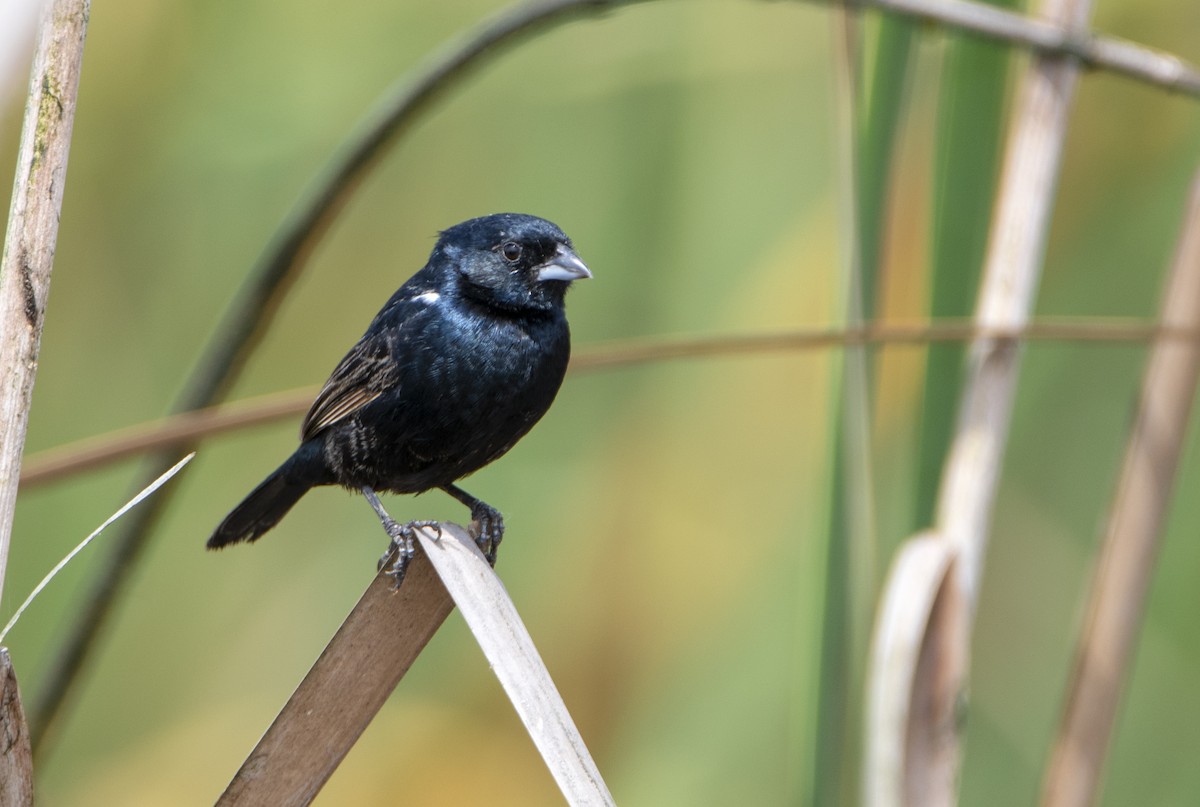 Blue-black Grassquit - ML285519391