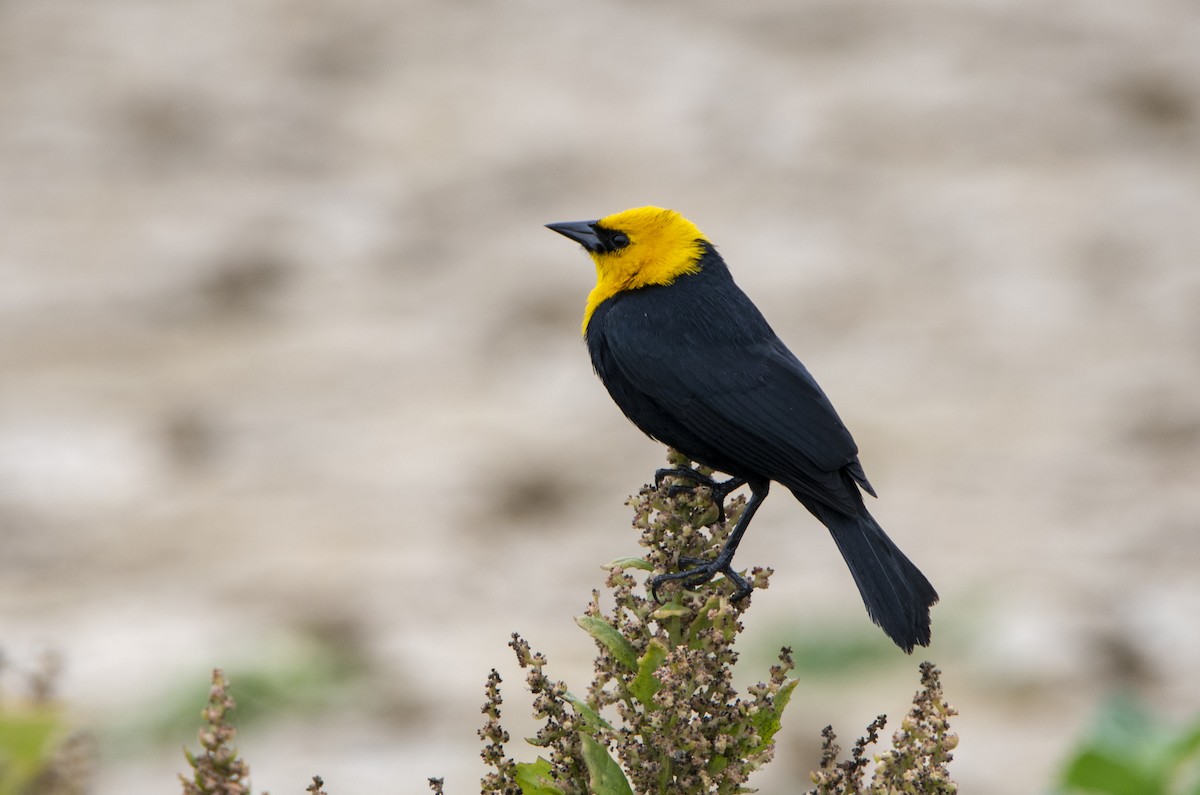 Yellow-hooded Blackbird - ML285519461