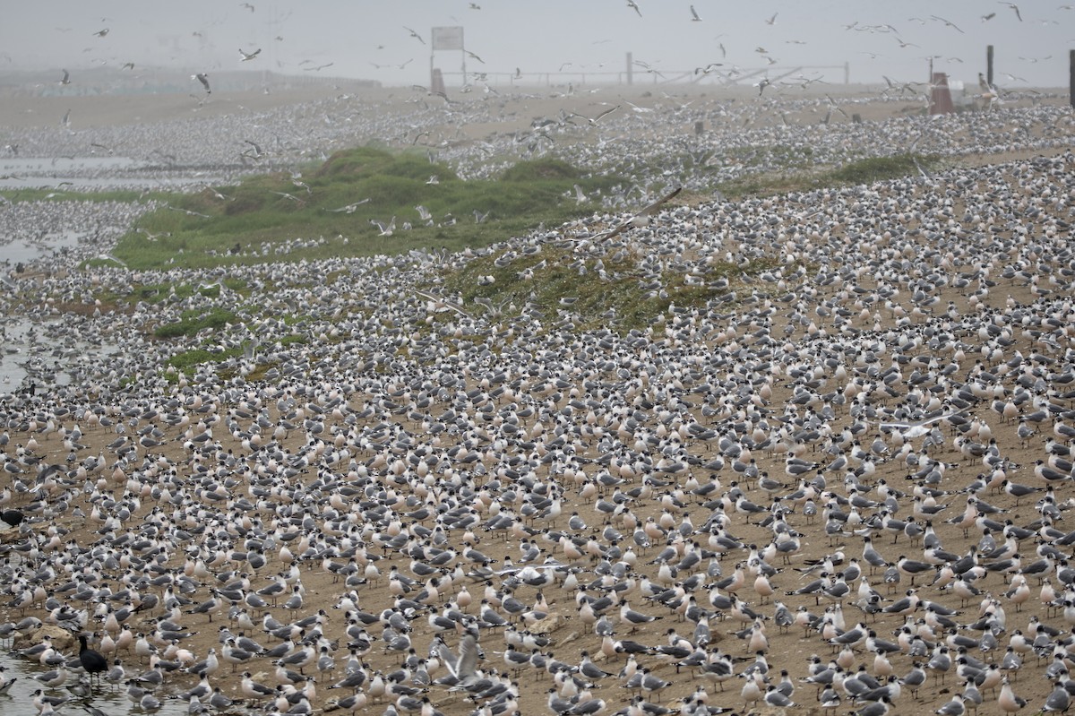 Franklin's Gull - ML285519581