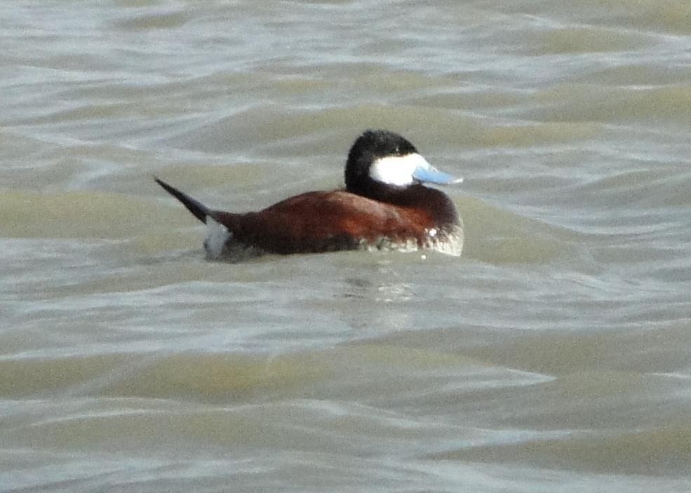 Ruddy Duck - ML28552191