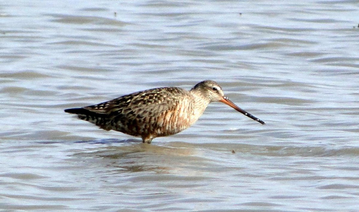 Hudsonian Godwit - ML28552221