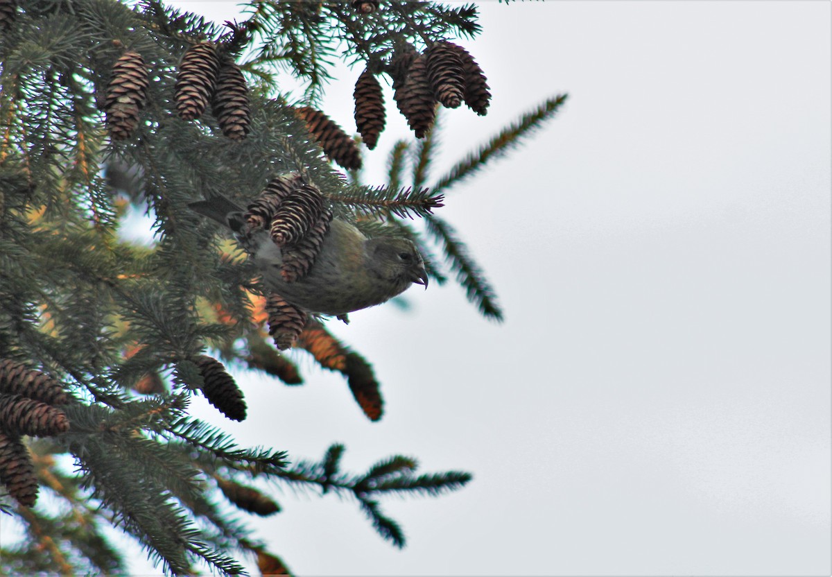 White-winged Crossbill - ML285522331