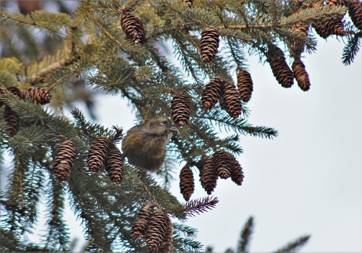 White-winged Crossbill - ML285522541