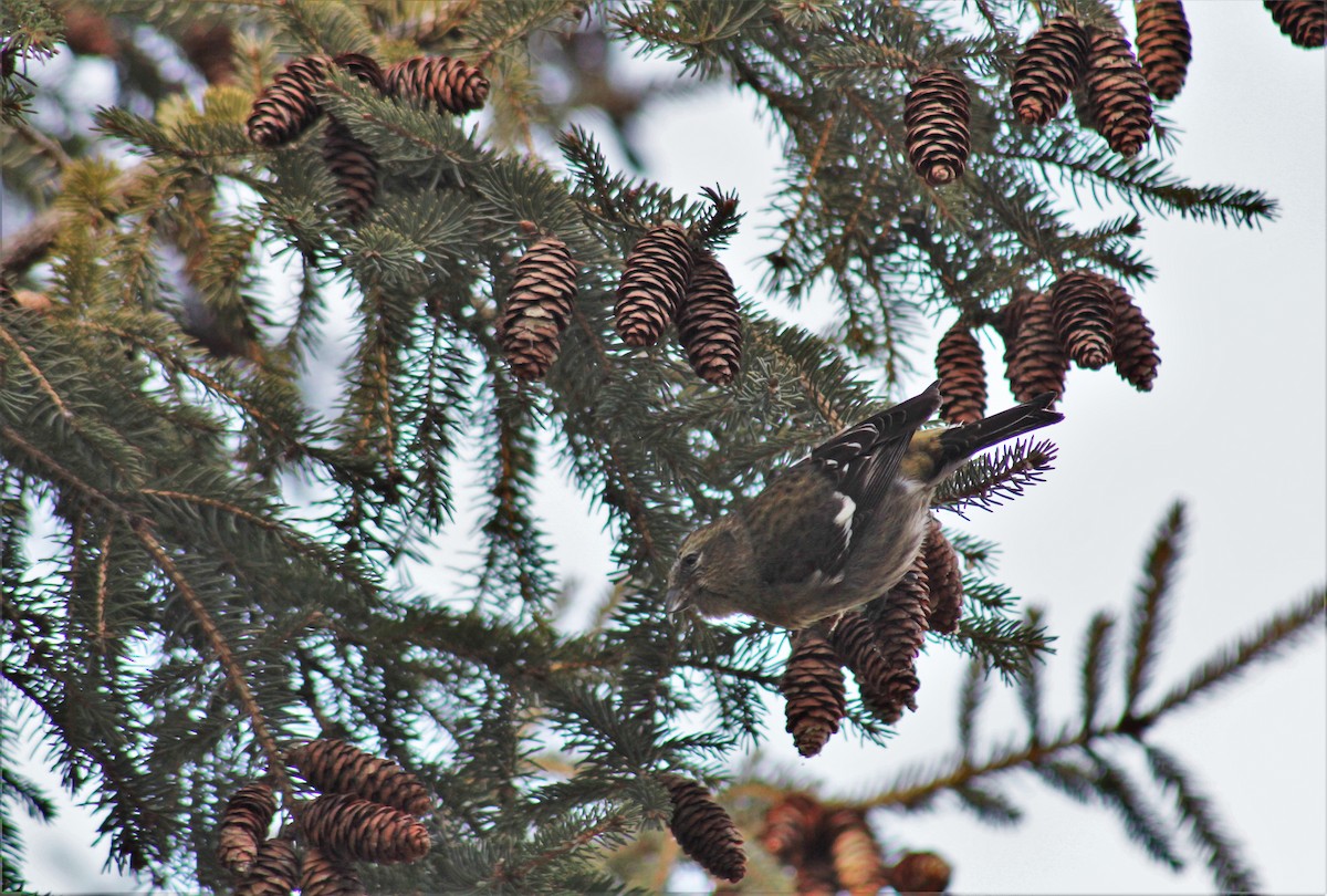 White-winged Crossbill - ML285522571