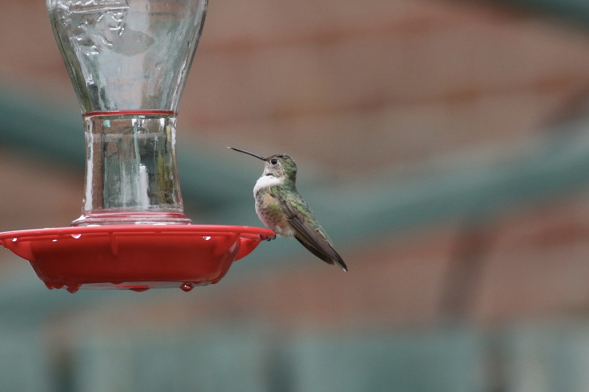Broad-tailed Hummingbird - ML285523521