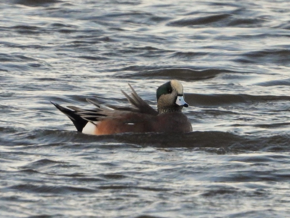 American Wigeon - Niraj  Jobanputra