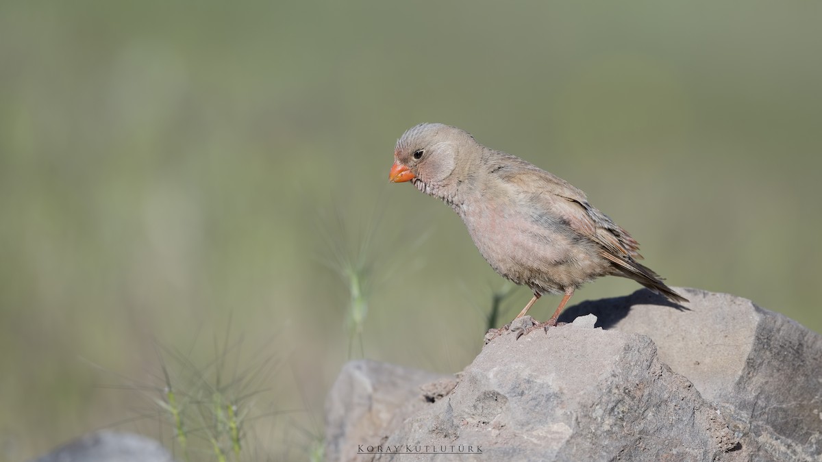 Trumpeter Finch - koray kutlutürk