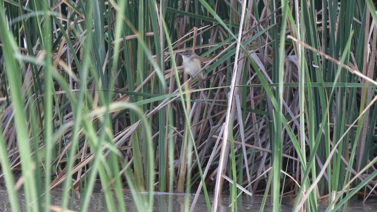 Great Reed Warbler - Daniel Jauvin