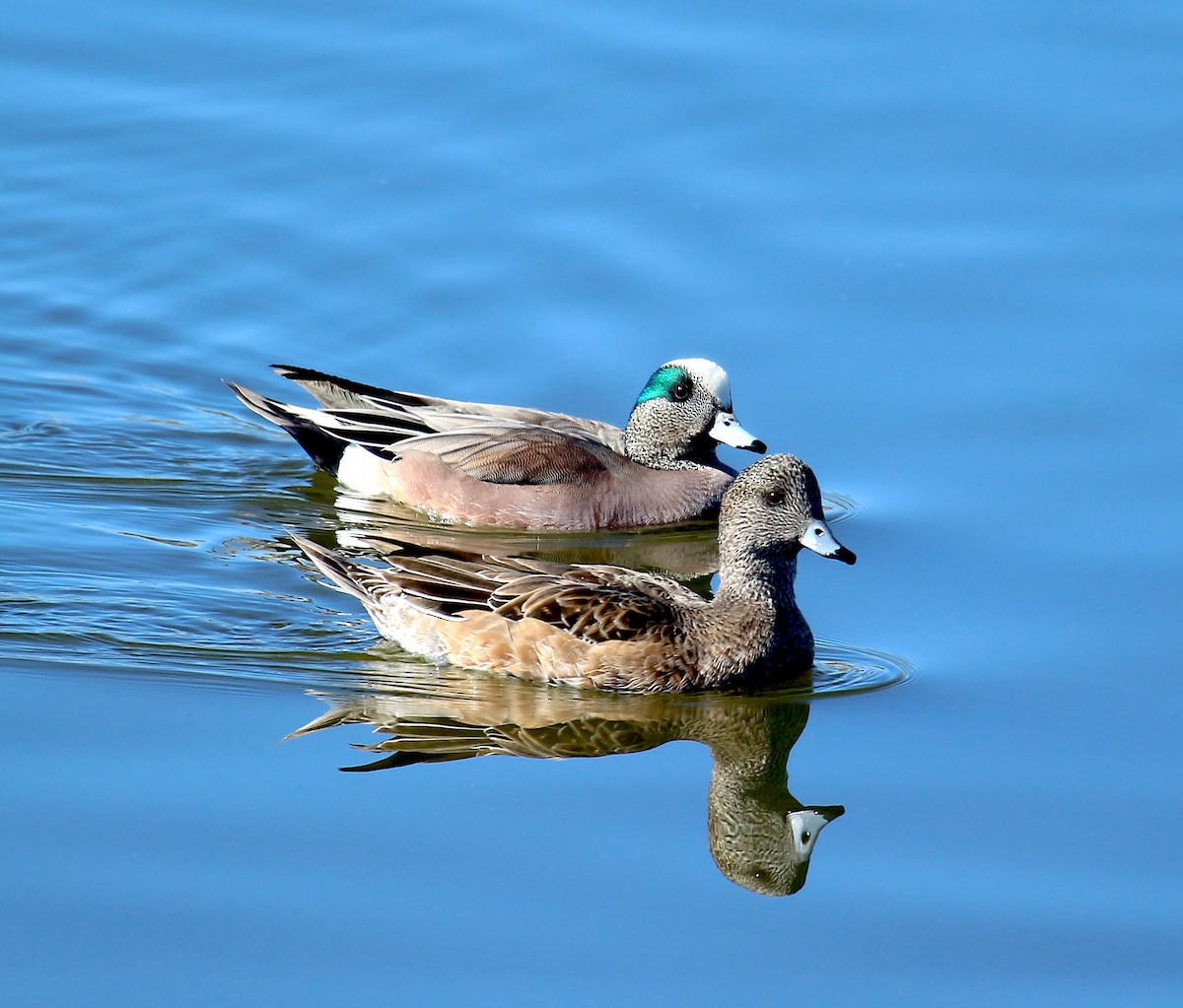 American Wigeon - ML285528801