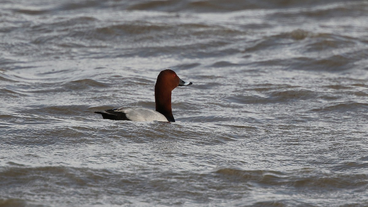 Common Pochard - ML28553331