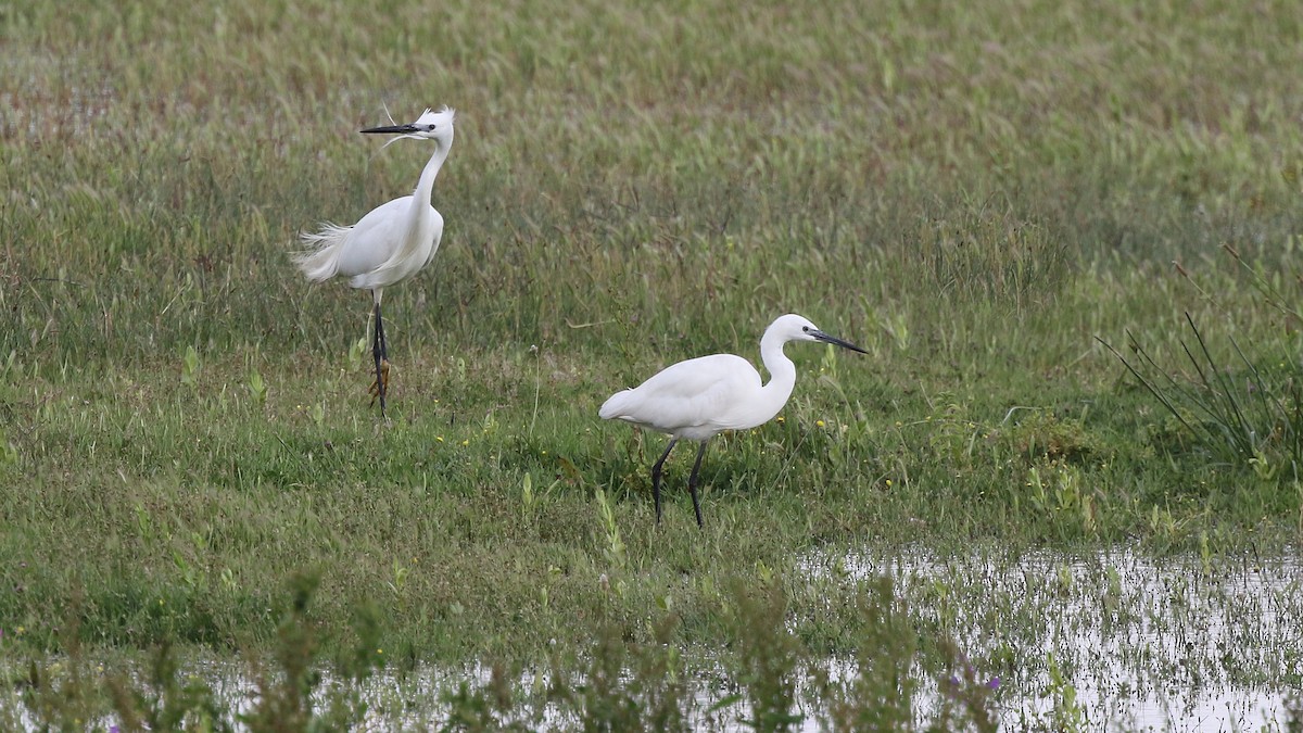 Little Egret - ML28553411