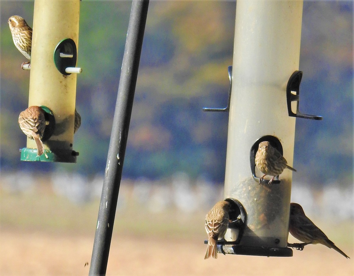 House Finch - ML285534621